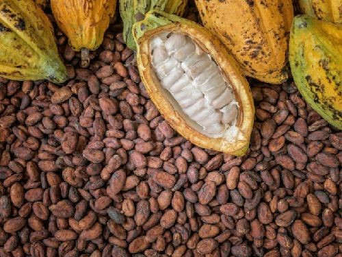 Hot Selling USA Origin Cocoa Beans / Ariba Cacao beans Dried /Raw Cacao Fermented Cocoa Beans in stock