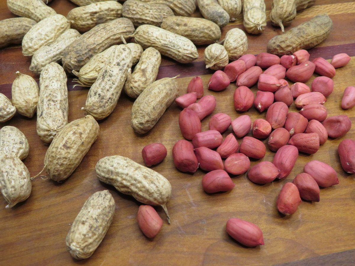 Peanuts / Groundnuts / Earthnuts / Goober / Monkey Nuts